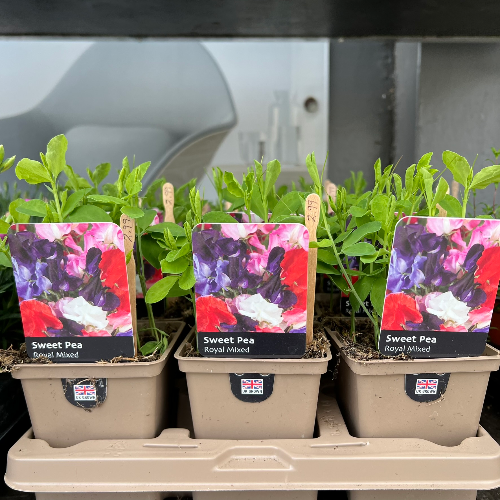 Lynwood Aquatics Bedding Plants