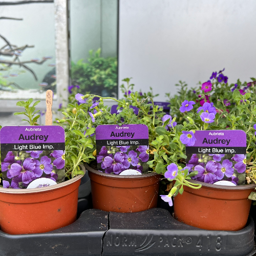 Lynwood Aquatics Bedding Plants