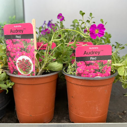 Lynwood Aquatics Bedding Plants