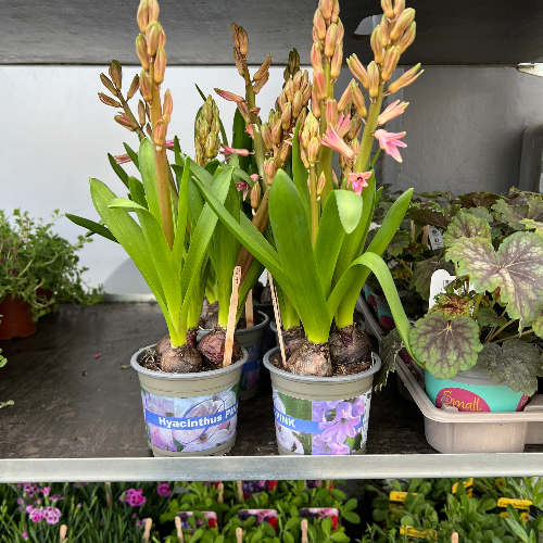 Lynwood Aquatics Bedding Plants