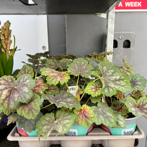 Lynwood Aquatics Bedding Plants