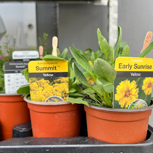 Lynwood Aquatics Bedding Plants