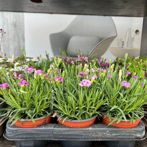 Lynwood Aquatics Bedding Plants