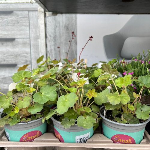 Lynwood Aquatics Bedding Plants