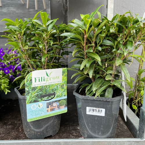 Lynwood Aquatics Bedding Plants