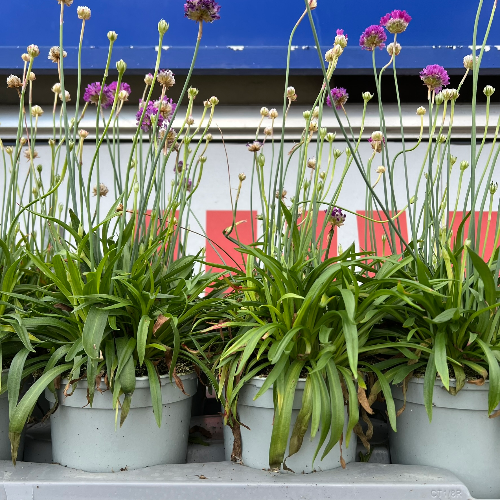 Lynwood Aquatics Bedding Plants