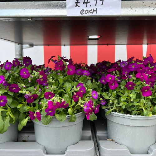 Lynwood Aquatics Bedding Plants
