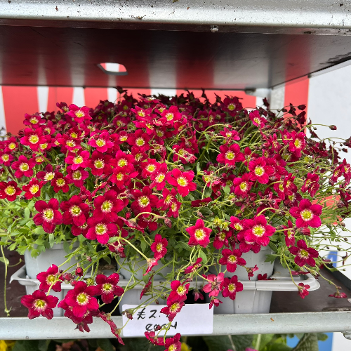 Lynwood Aquatics Bedding Plants