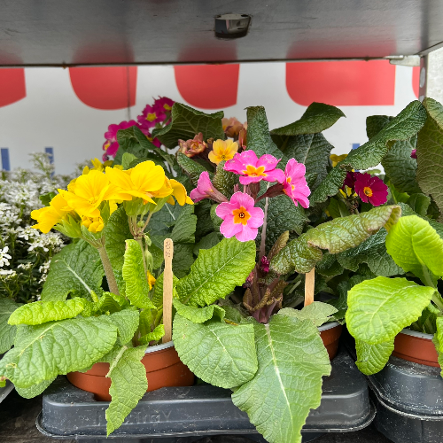 Lynwood Aquatics Bedding Plants