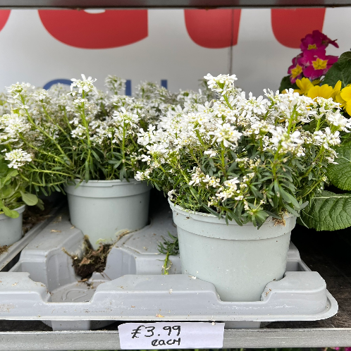 Lynwood Aquatics Bedding Plants