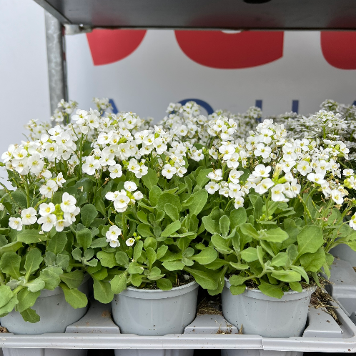 Lynwood Aquatics Bedding Plants