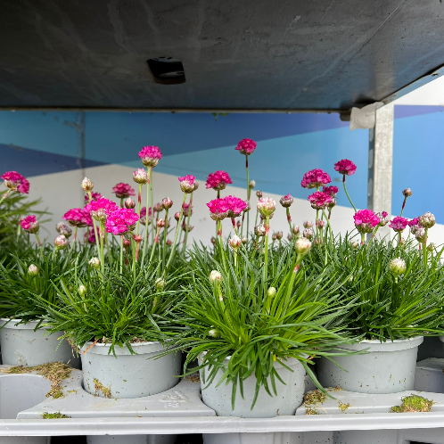 Lynwood Aquatics Bedding Plants