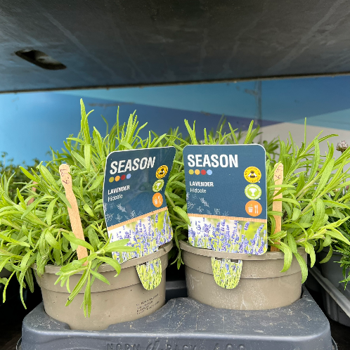 Lynwood Aquatics Bedding Plants