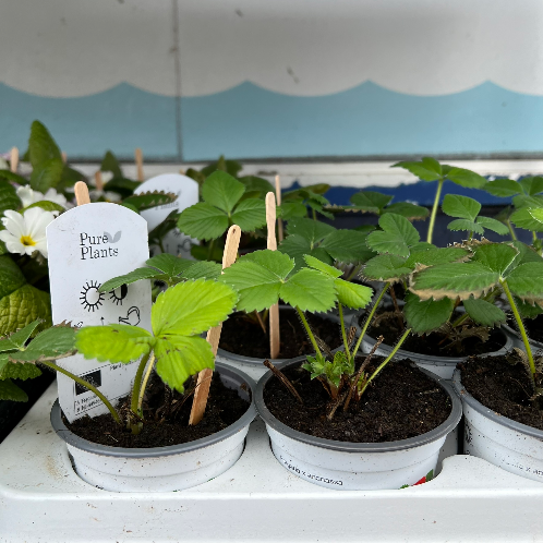 Lynwood Aquatics Bedding Plants