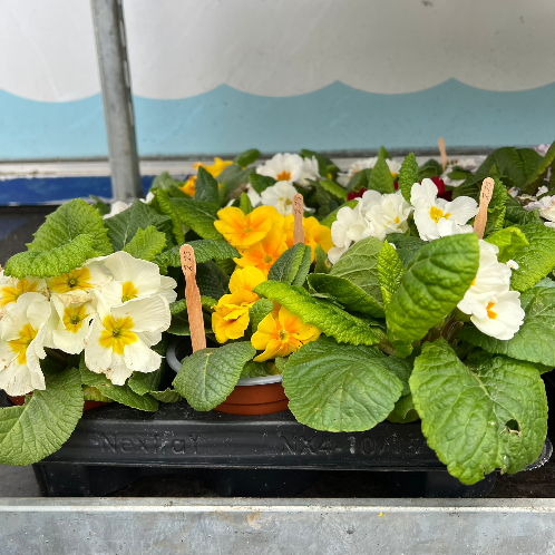 Lynwood Aquatics Bedding Plants