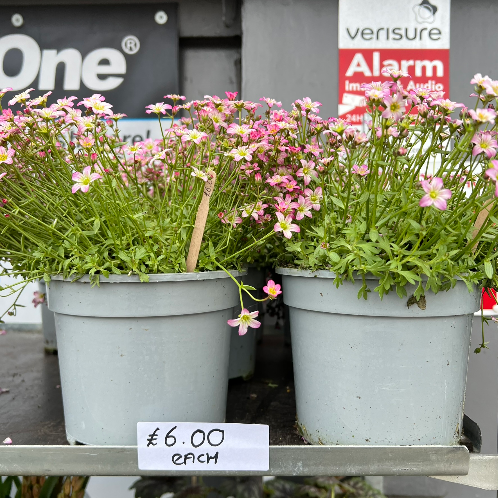 Lynwood Aquatics Bedding Plants