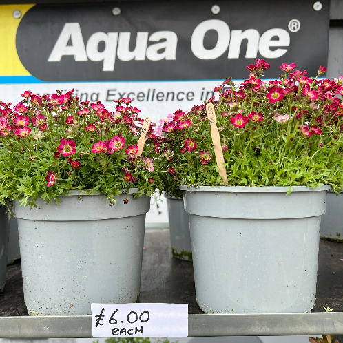 Lynwood Aquatics Bedding Plants