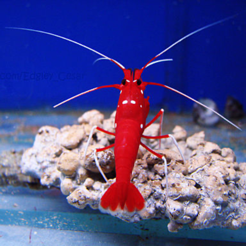 Fire Shrimp