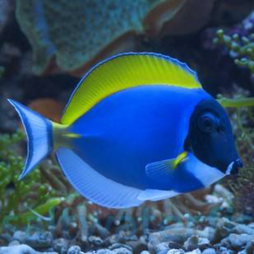 Powder Blue Tang