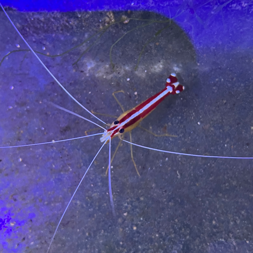 Cleaner Shrimp