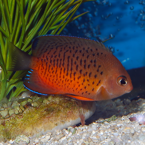 A small selection of Marine Fish