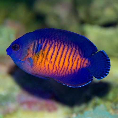 Coral Beauty - Dwarf