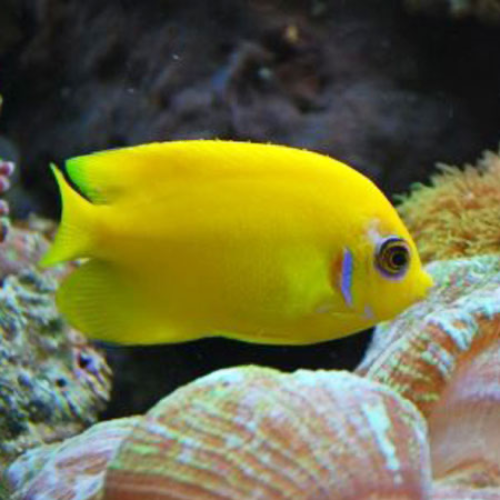 Lemon Peel Angel - Dwarf