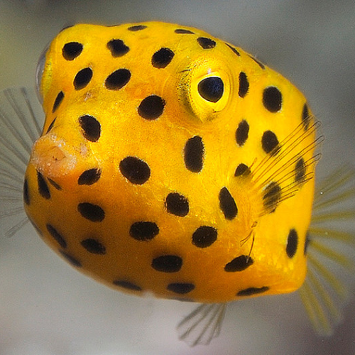 Box Fish